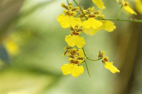 黃色蘭花風水